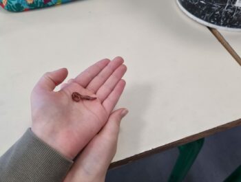 Décembre 2024 – Le Lombricompostage