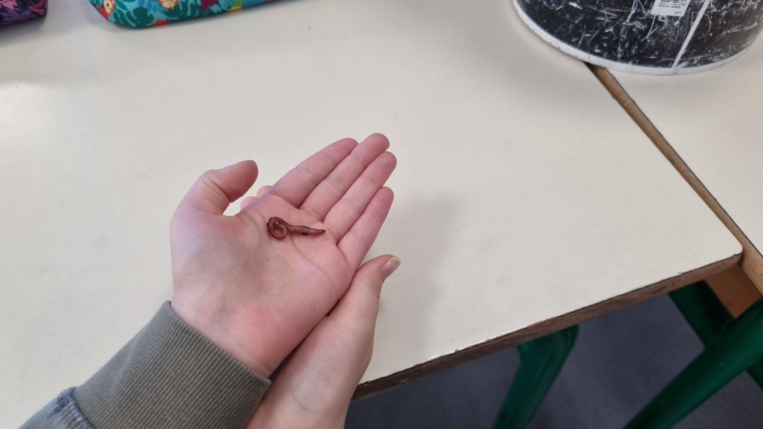 Décembre 2024 – Le Lombricompostage